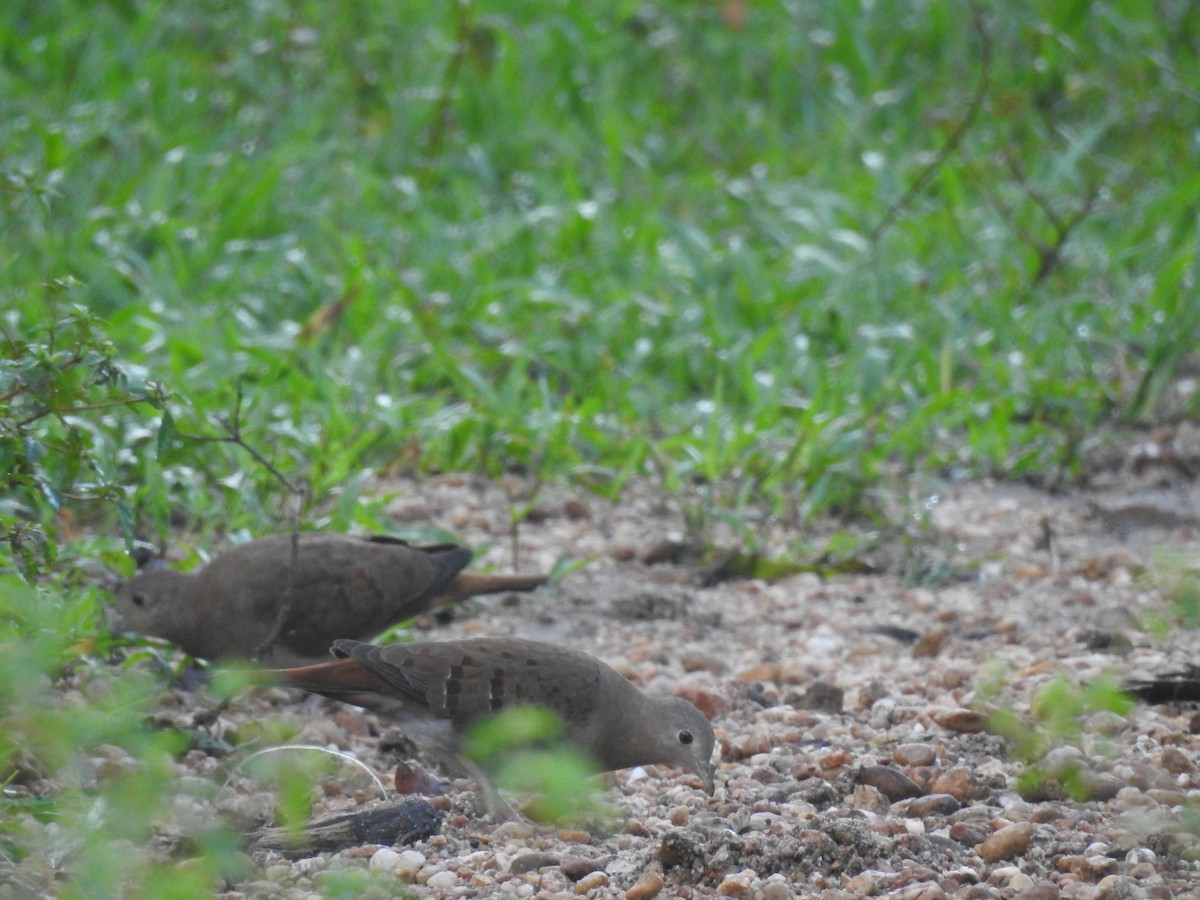 Blue Ground Dove - ML642888087