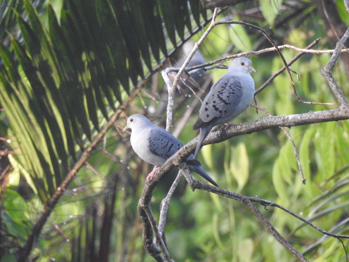 Blue Ground Dove - ML642888088