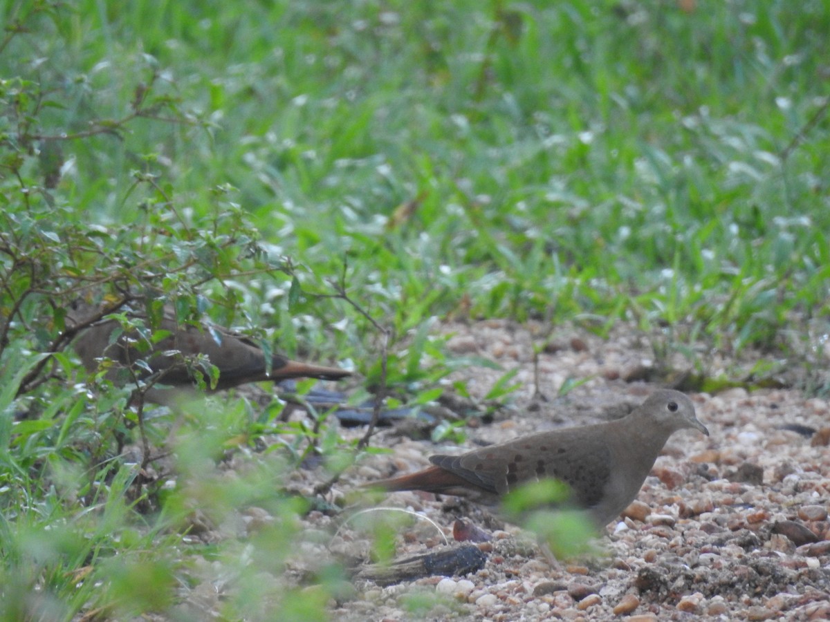 Blue Ground Dove - ML642888089