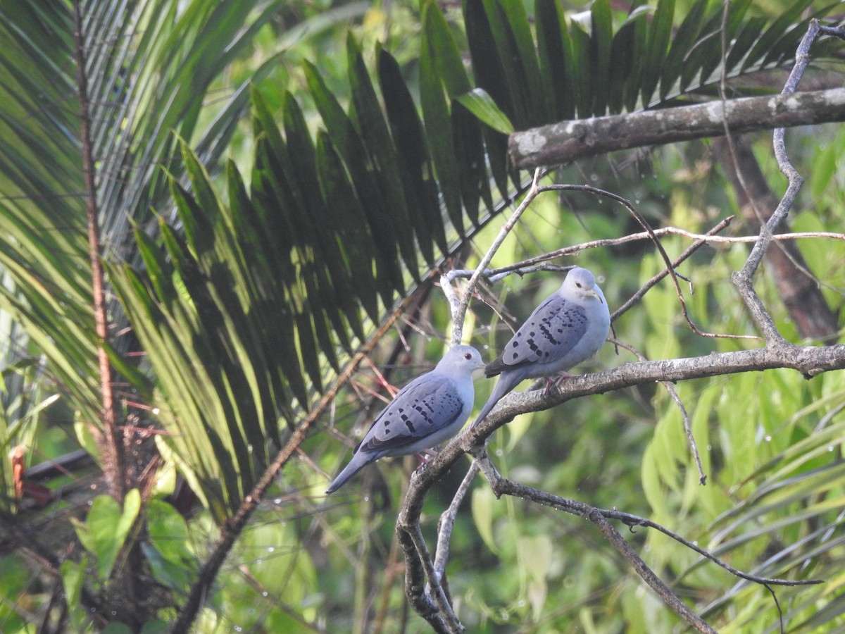 Blue Ground Dove - ML642888090