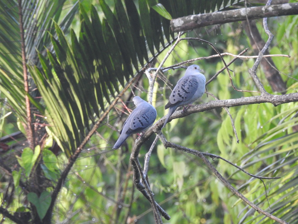Blue Ground Dove - ML642888091