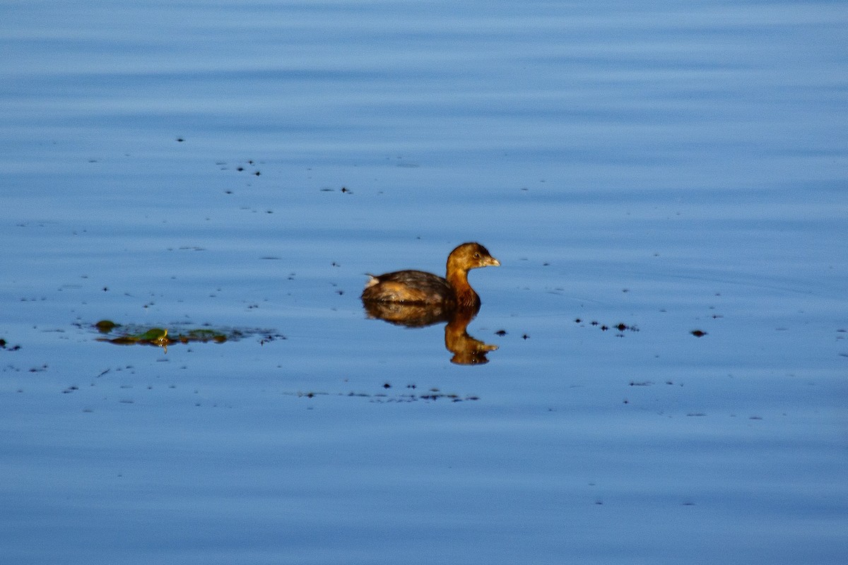 Pied-billed Grebe - ML642888093