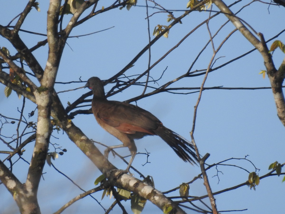 Gray-headed Chachalaca - ML642888105