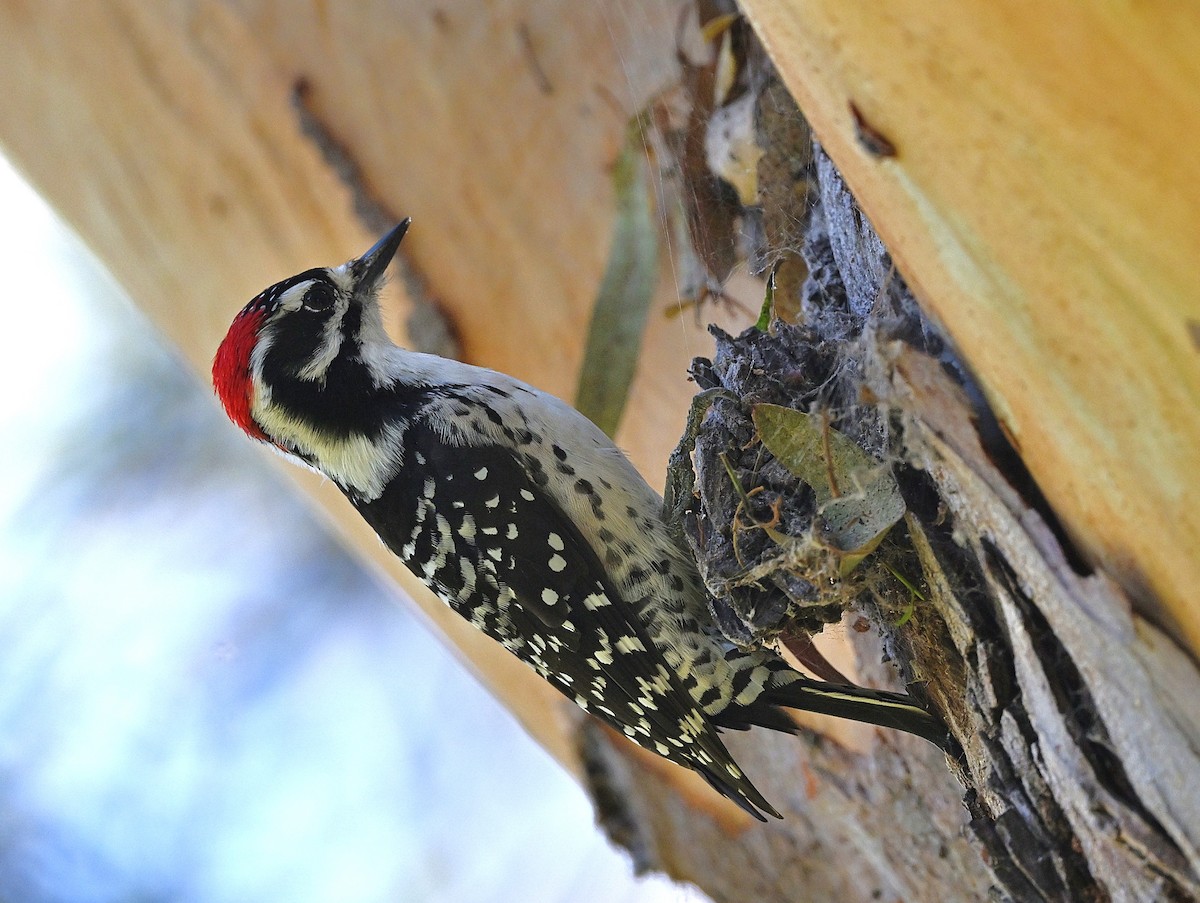 Nuttall's Woodpecker - ML642888107