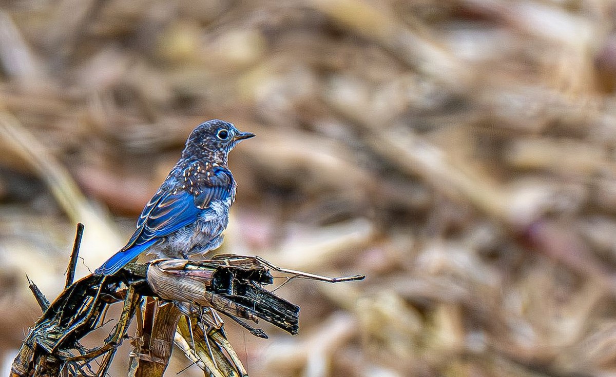 Eastern Bluebird - ML642888111