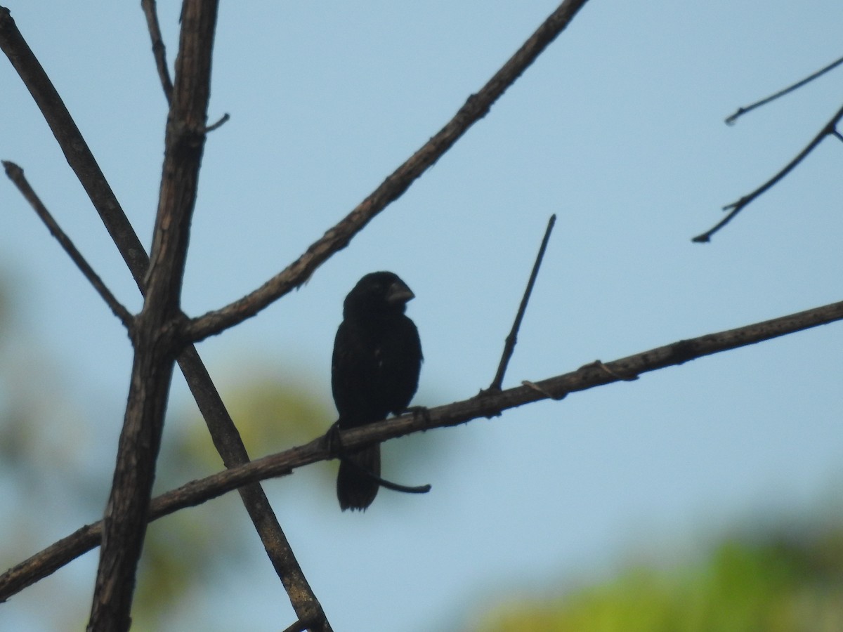 Thick-billed Seed-Finch - ML642888115