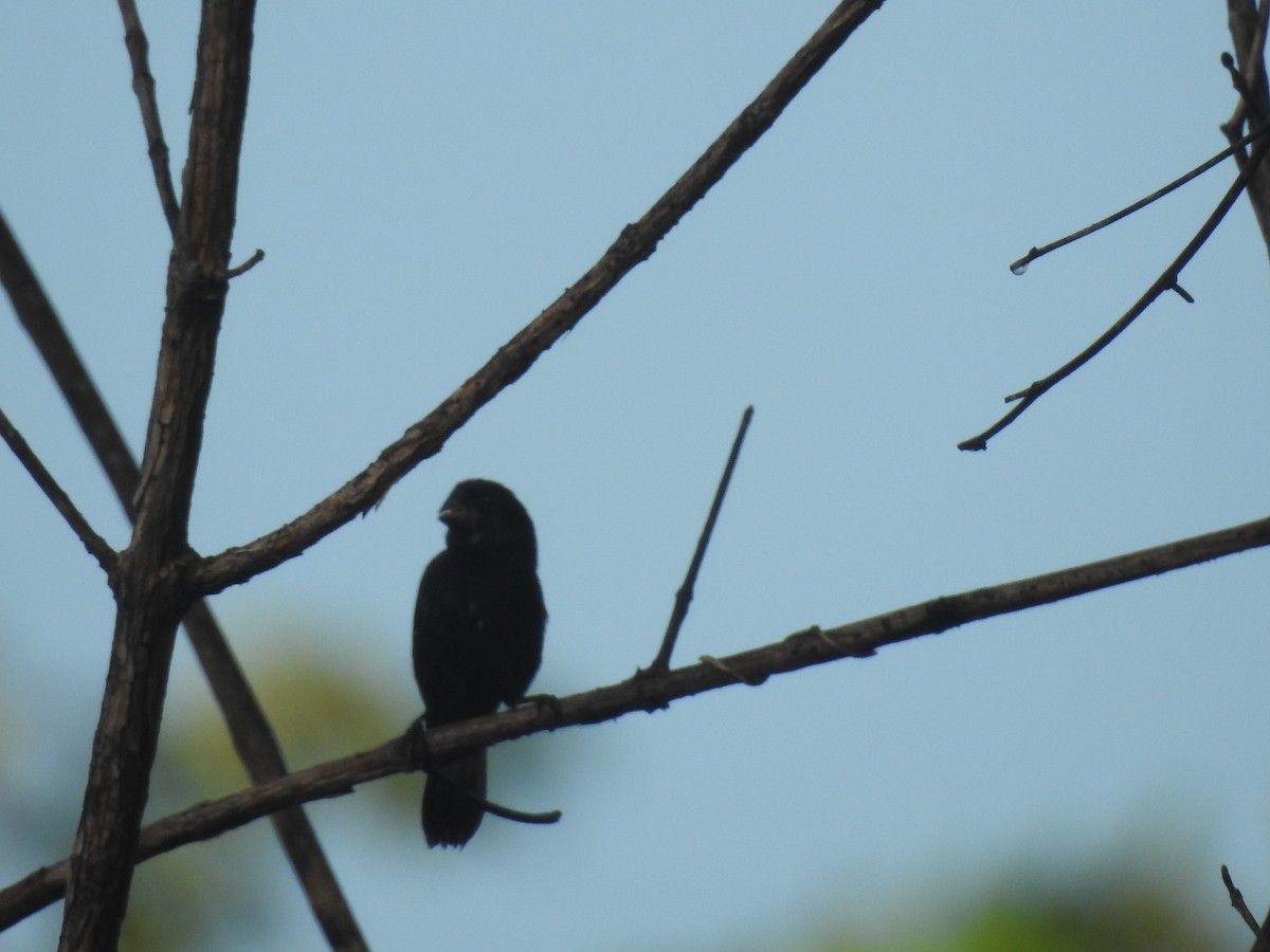 Thick-billed Seed-Finch - ML642888116