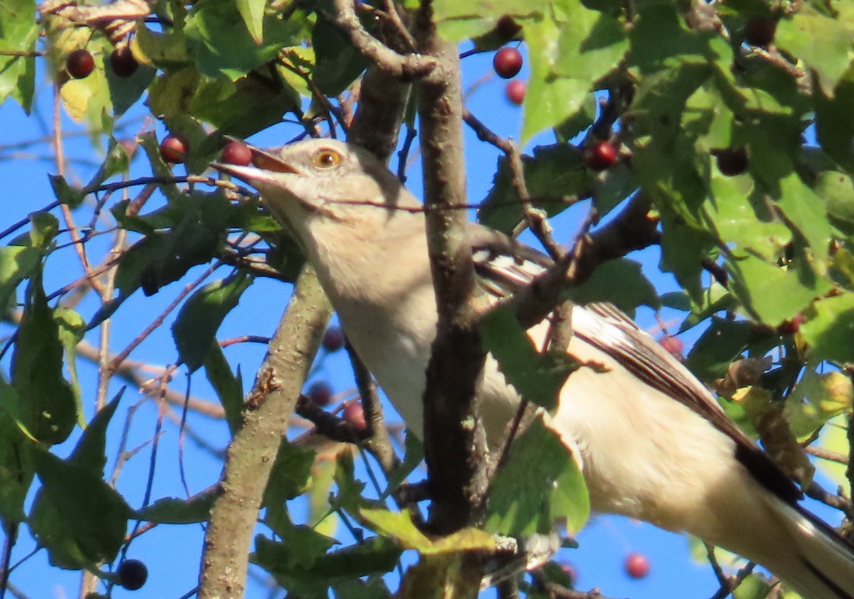 Northern Mockingbird - ML642888117