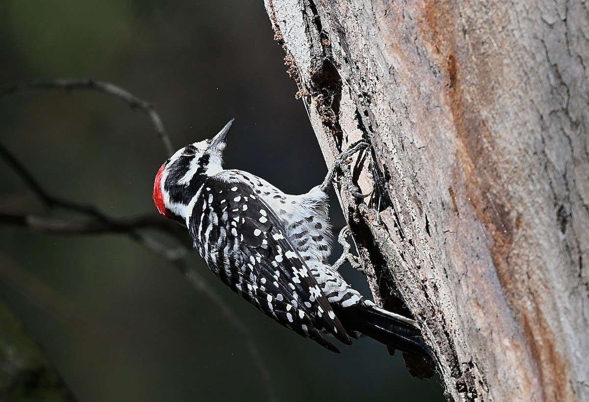Nuttall's Woodpecker - ML642888118