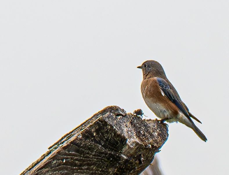 Eastern Bluebird - ML642888119