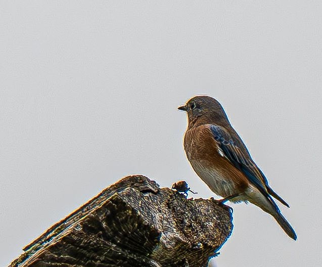 Eastern Bluebird - ML642888120