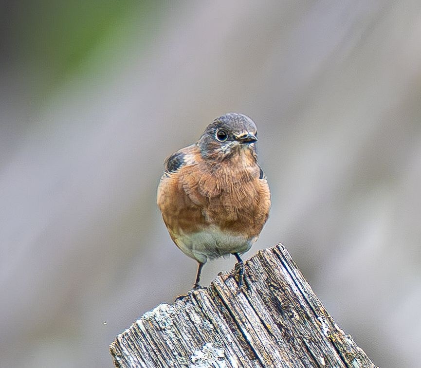 Eastern Bluebird - ML642888121