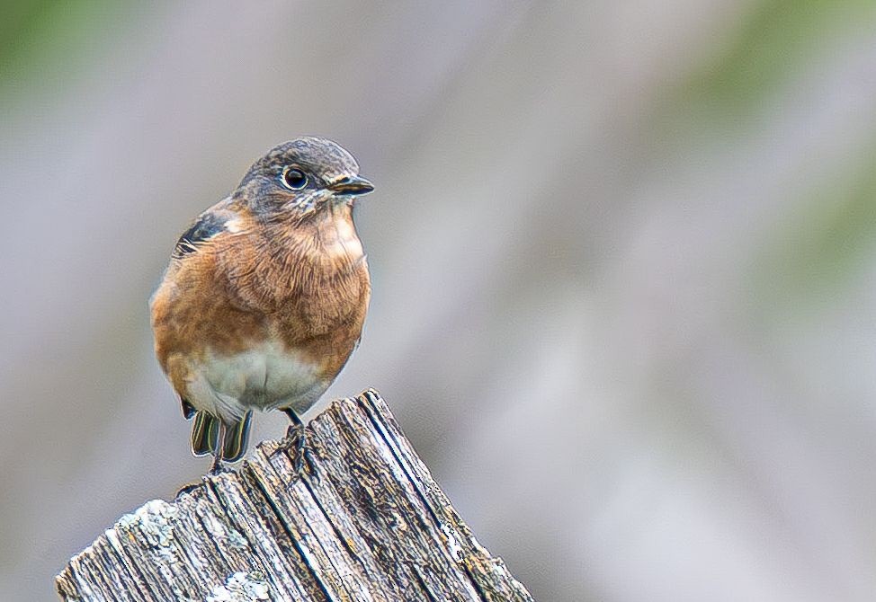 Eastern Bluebird - ML642888122