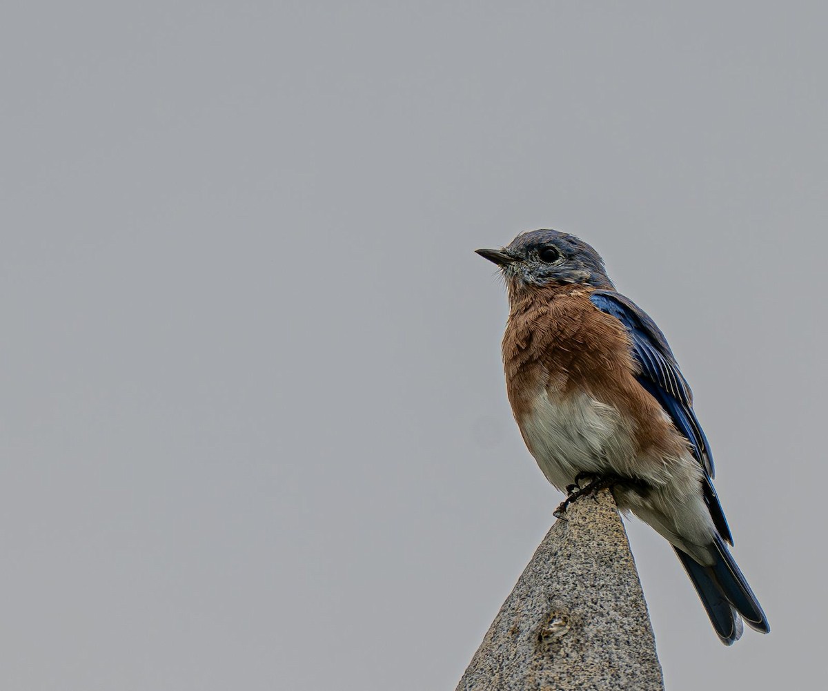 Eastern Bluebird - ML642888123
