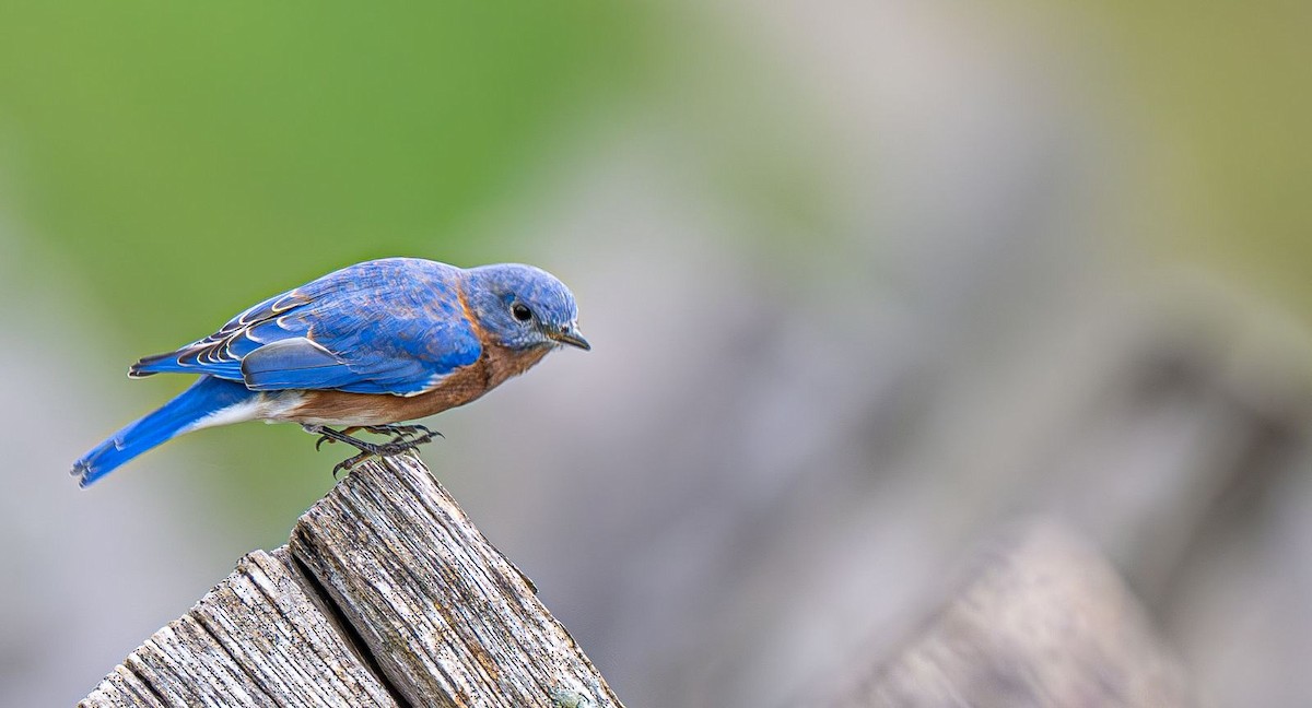 Eastern Bluebird - ML642888124