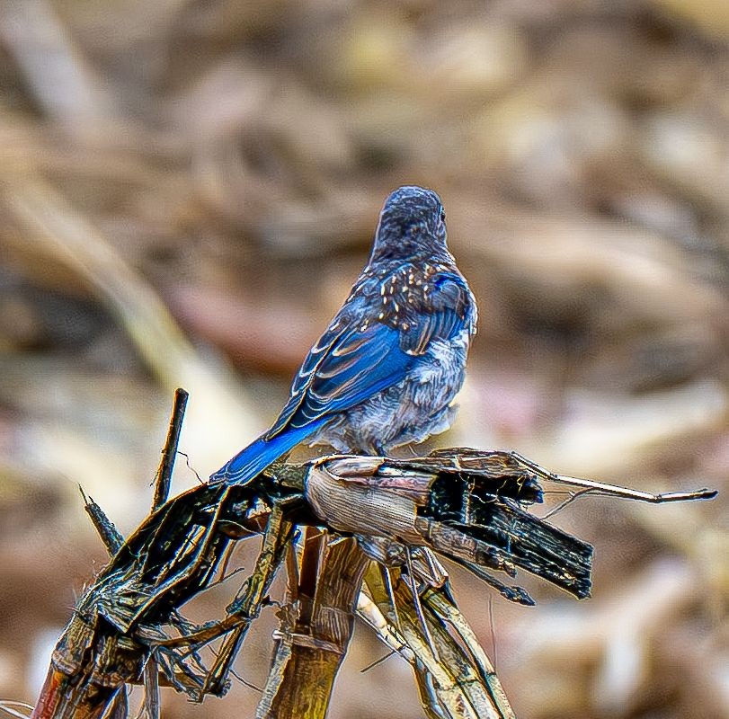 Eastern Bluebird - ML642888125