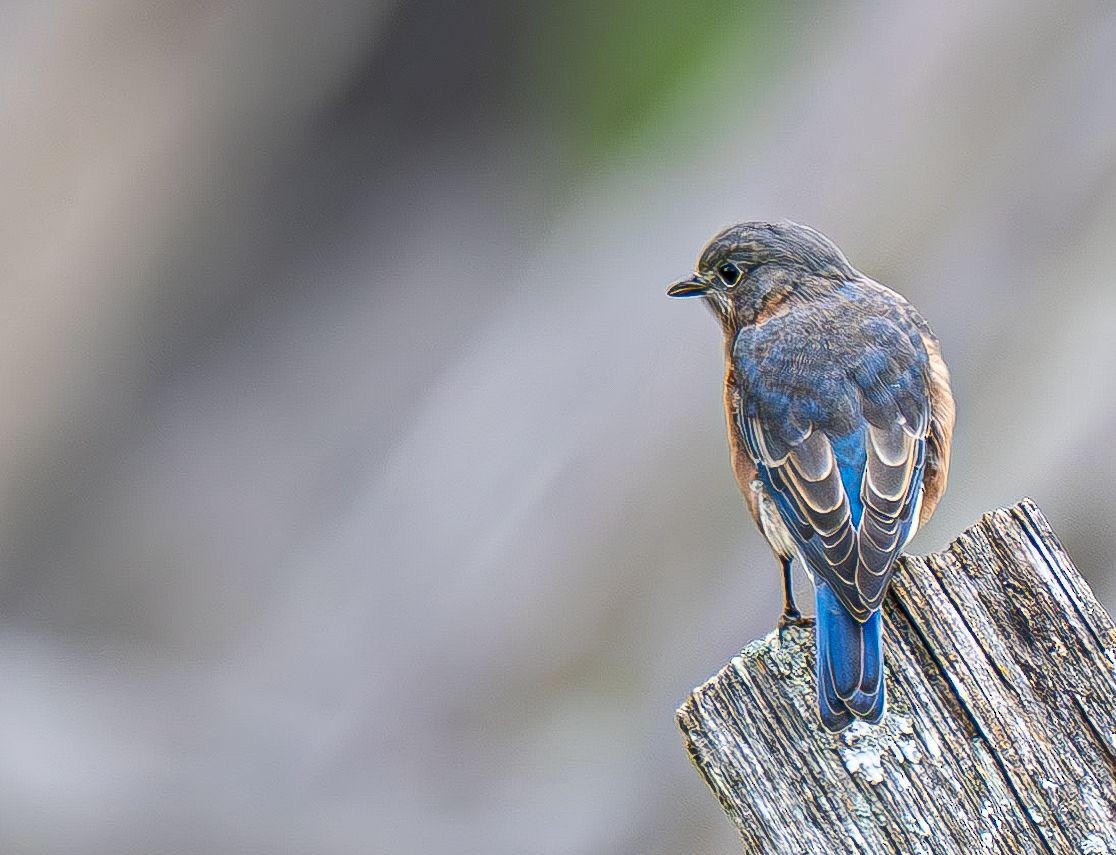 Eastern Bluebird - ML642888126