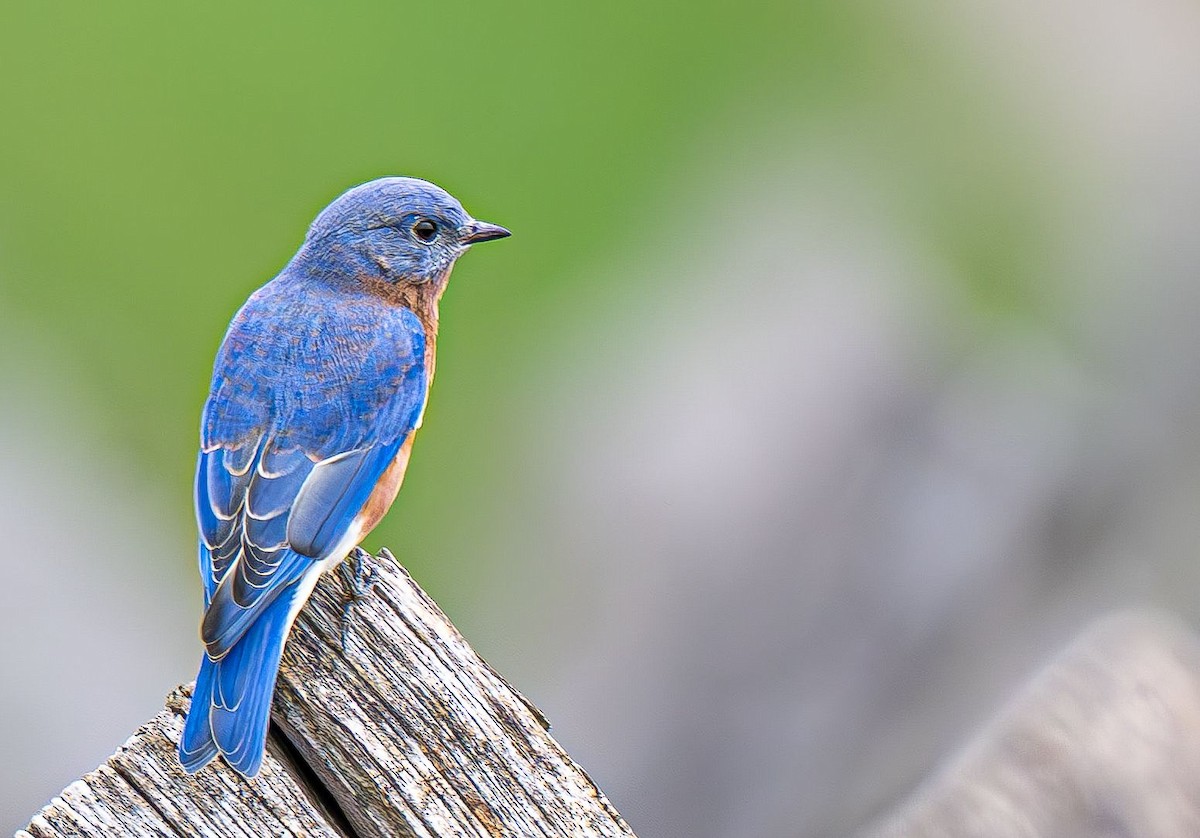 Eastern Bluebird - ML642888128
