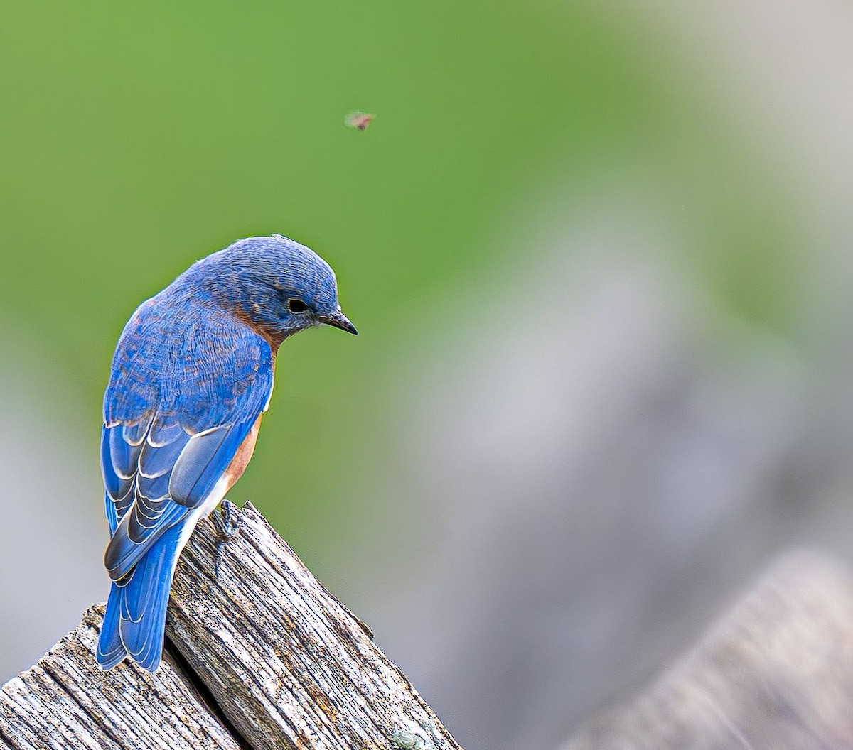 Eastern Bluebird - ML642888130