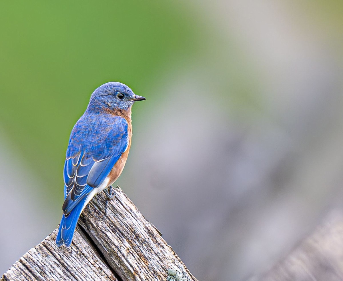Eastern Bluebird - ML642888131