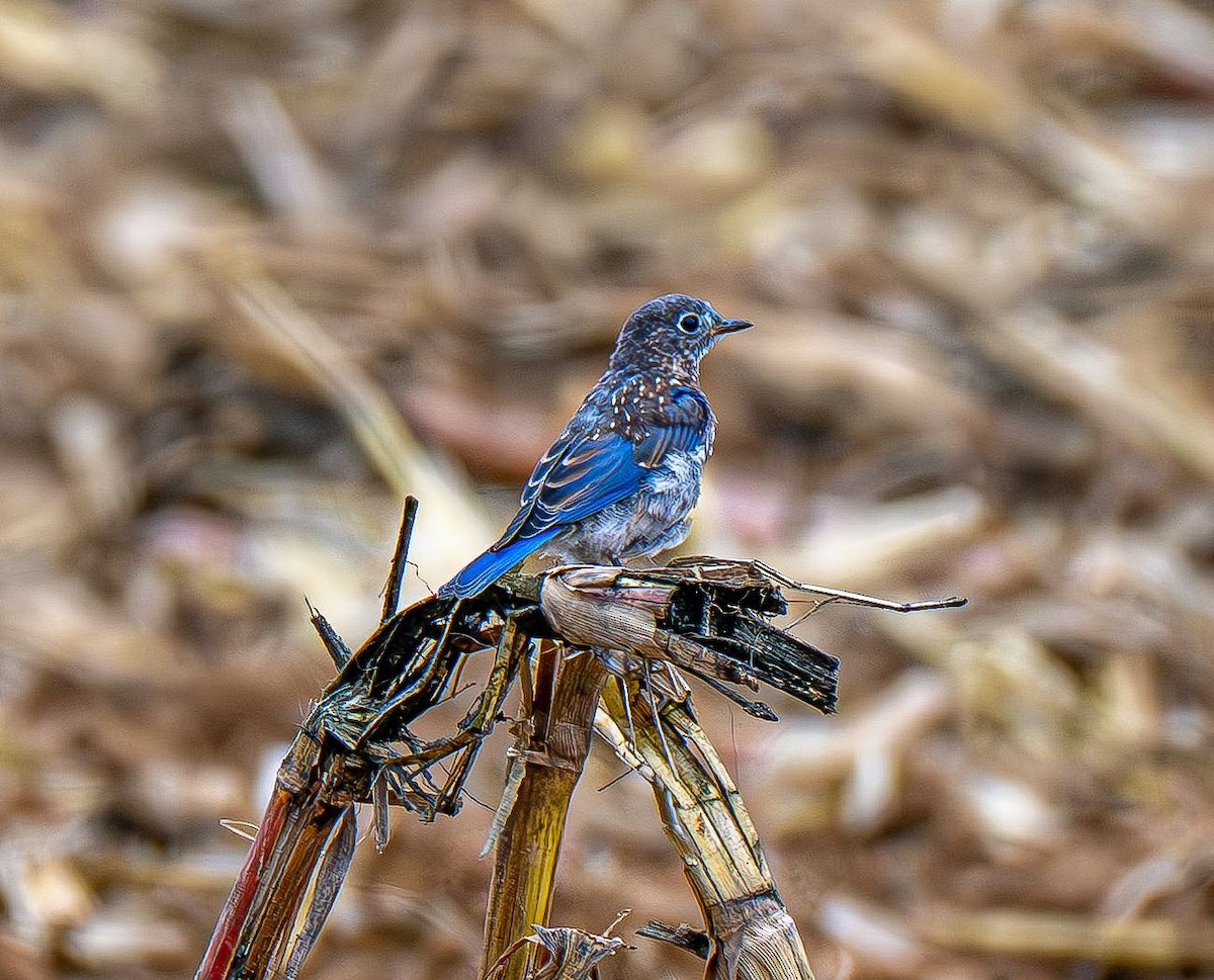 Eastern Bluebird - ML642888132