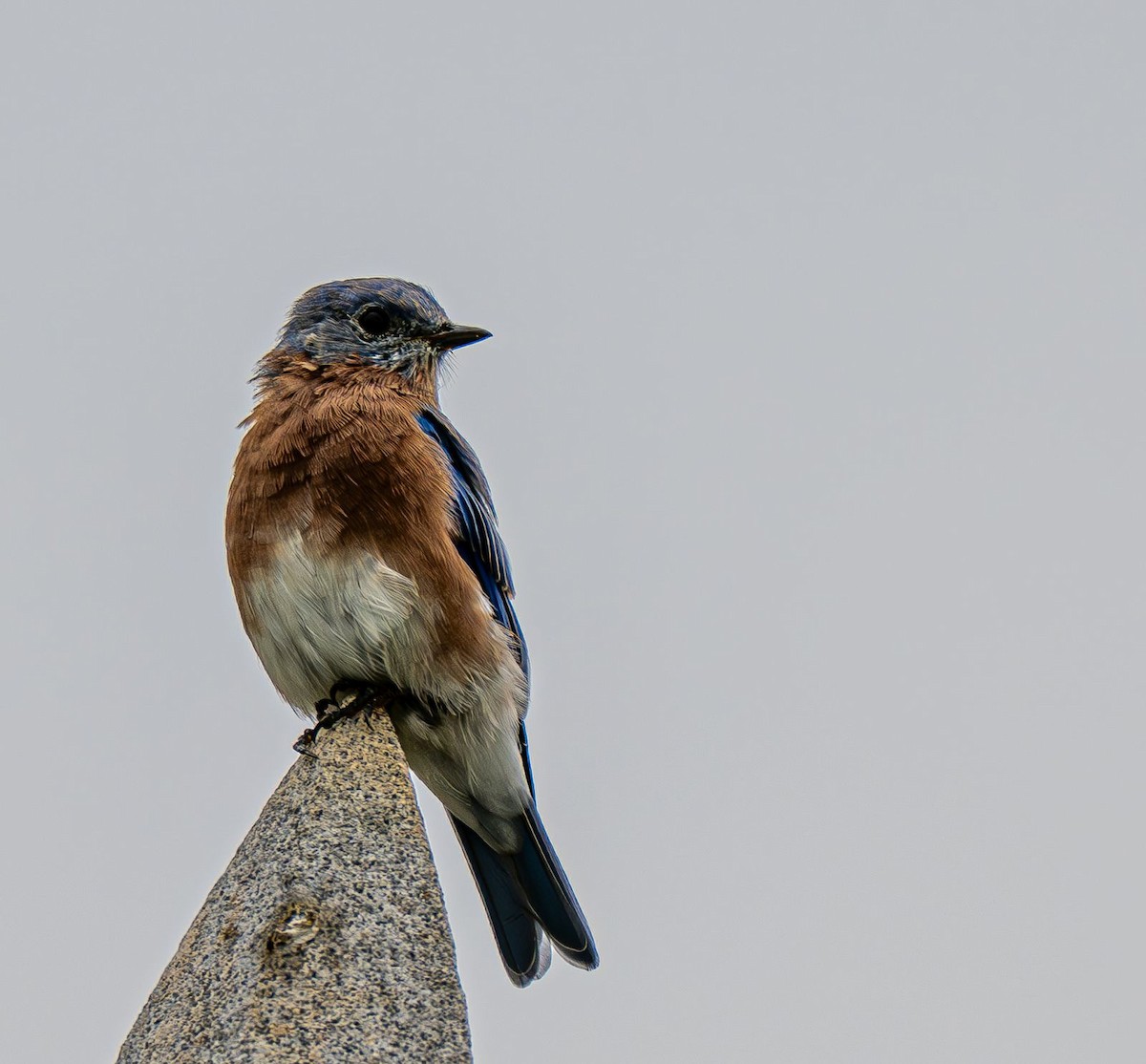 Eastern Bluebird - ML642888133