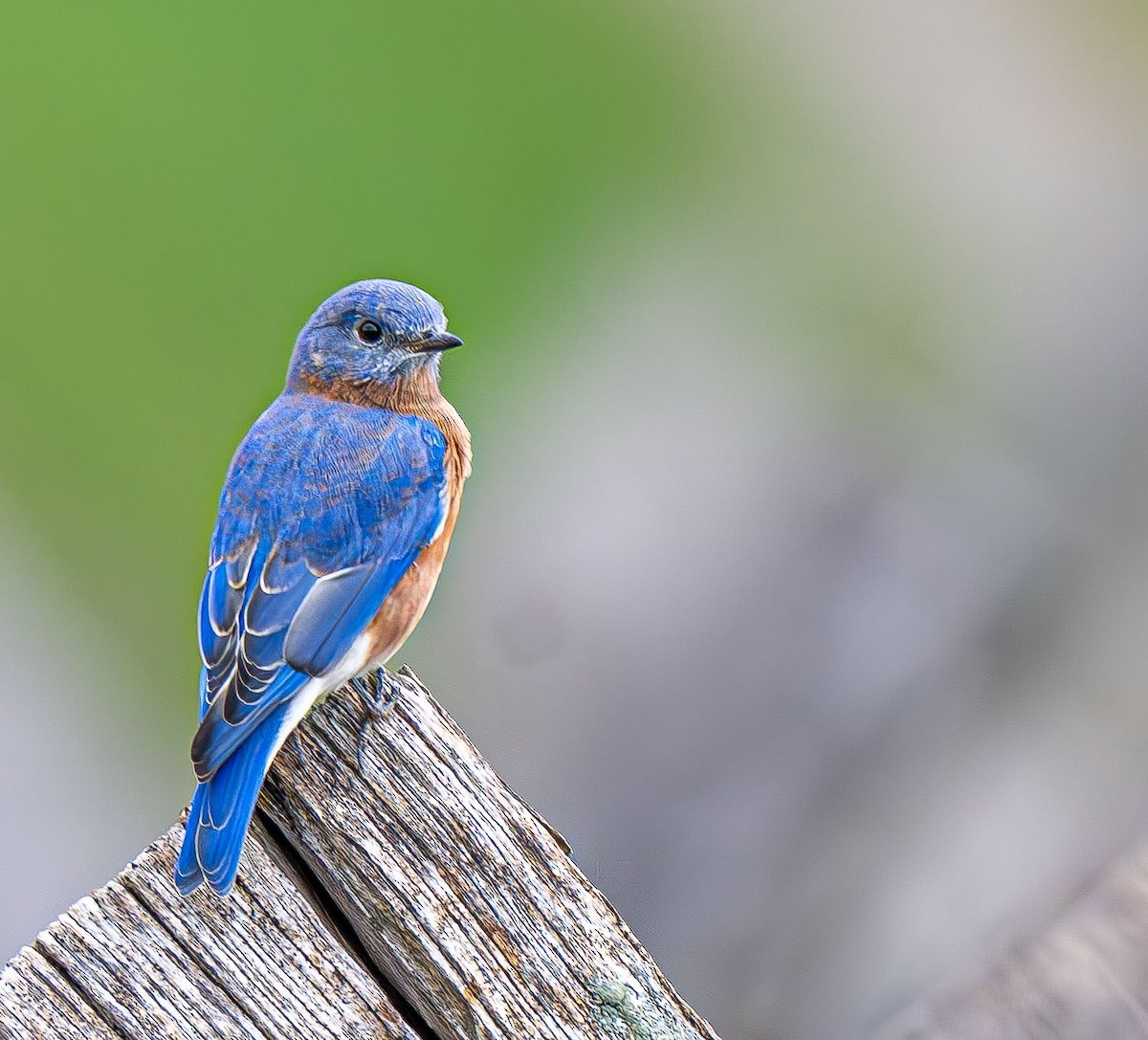 Eastern Bluebird - ML642888134