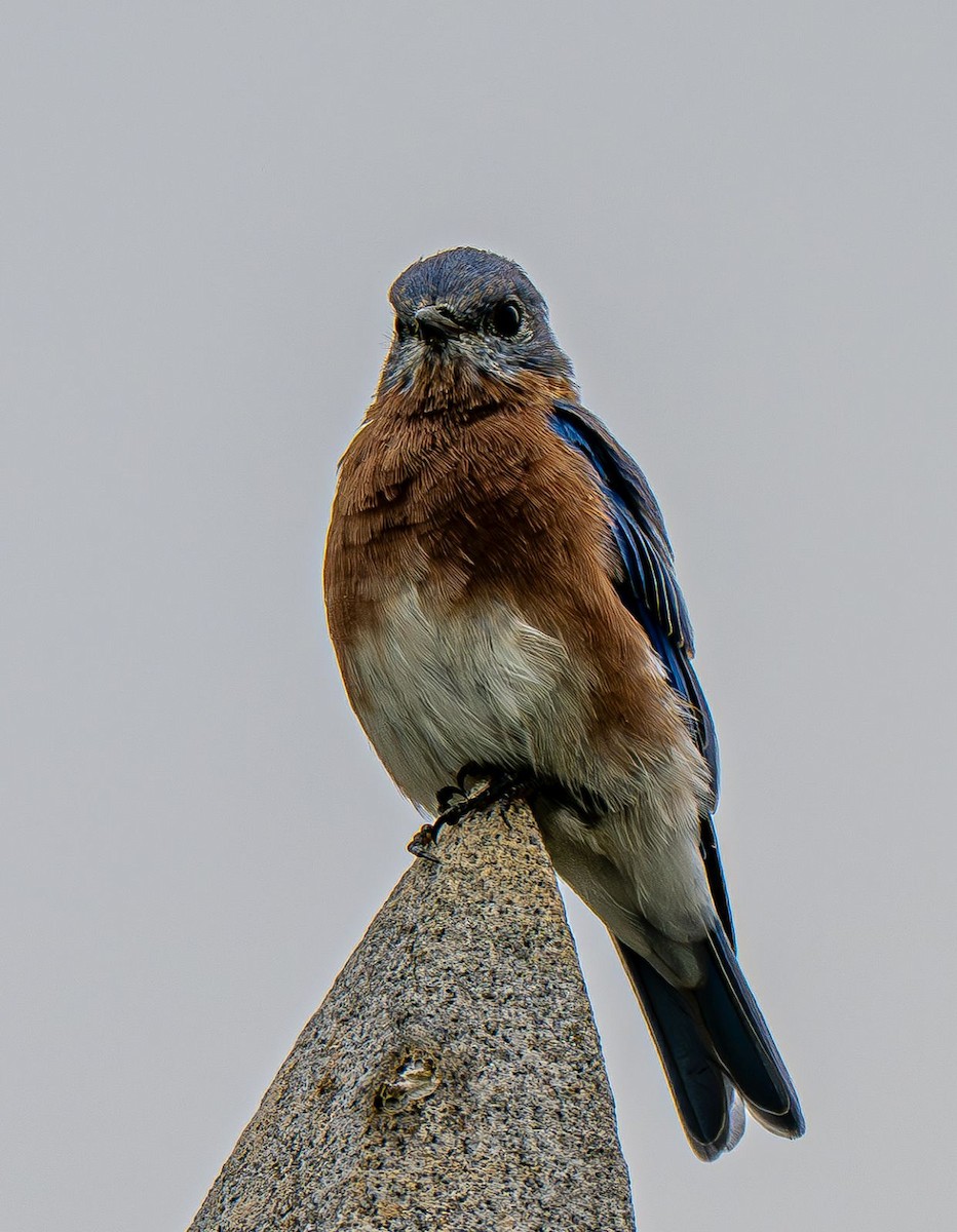 Eastern Bluebird - ML642888135