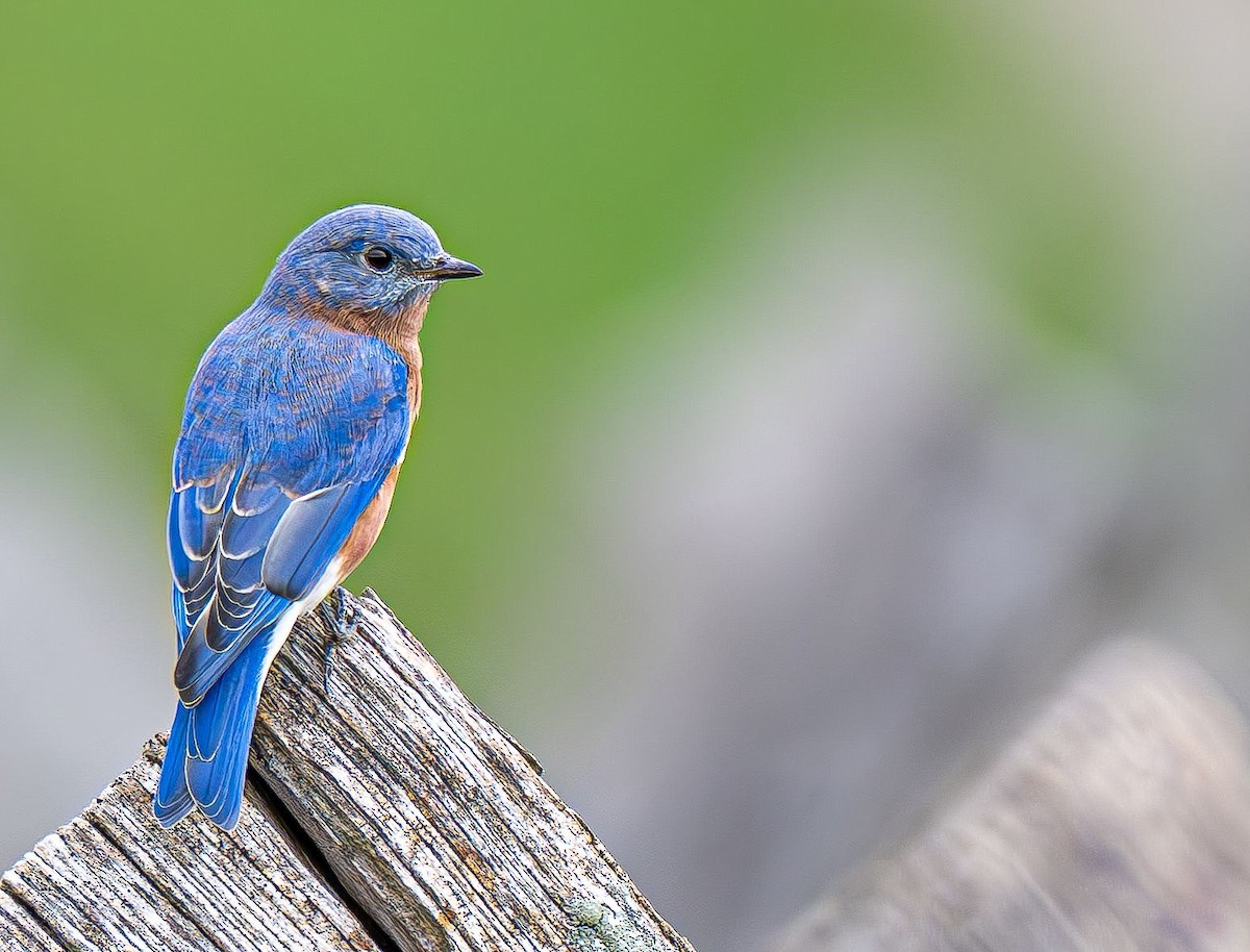 Eastern Bluebird - ML642888136
