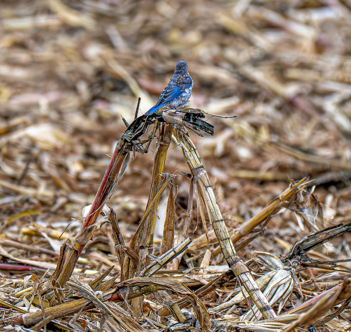 Eastern Bluebird - ML642888137