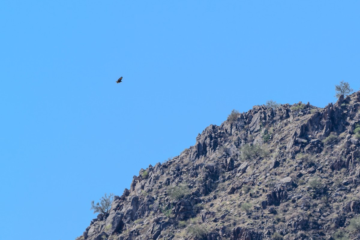 Common Black Hawk - ML642888154