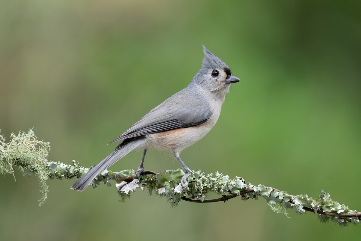 Tufted Titmouse - ML642888157