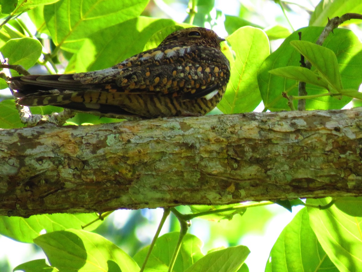 nighthawk sp. - ML642888165