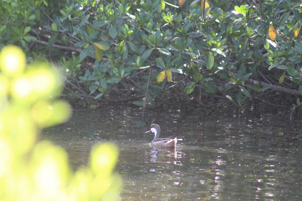 White-cheeked Pintail - ML642888170