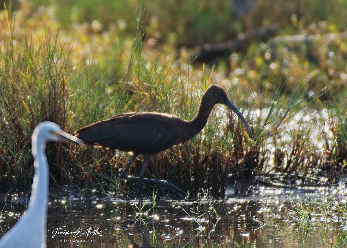Glossy Ibis - ML642888173