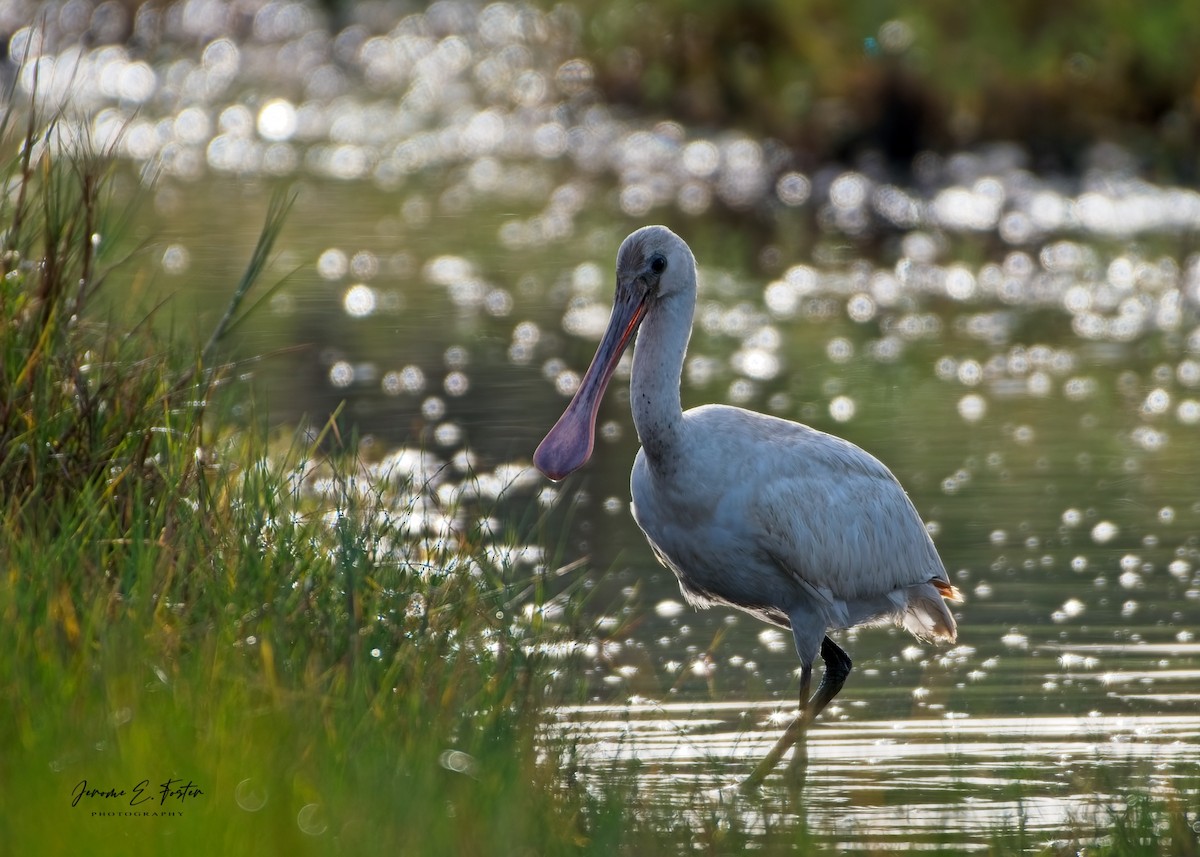Eurasian Spoonbill - ML642888176