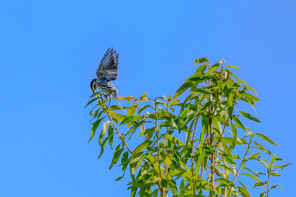 Black-throated Gray Warbler - ML642888191