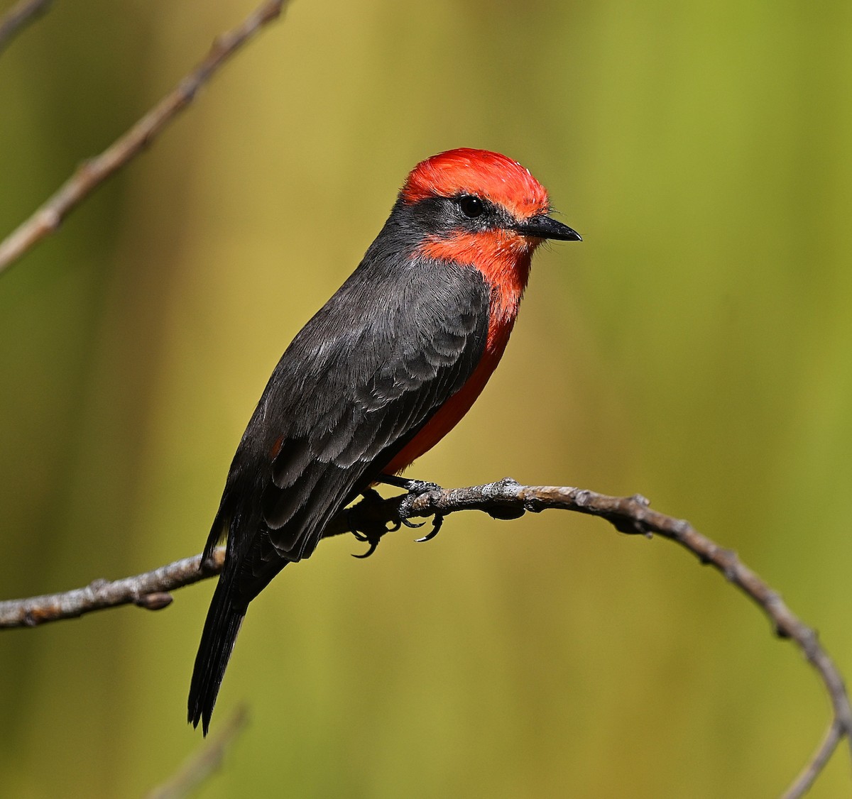 Vermilion Flycatcher - ML642888193