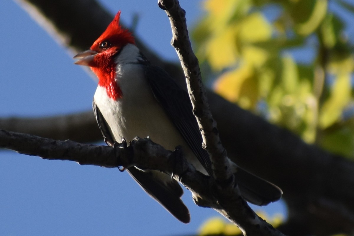 Red-crested Cardinal - ML642888194
