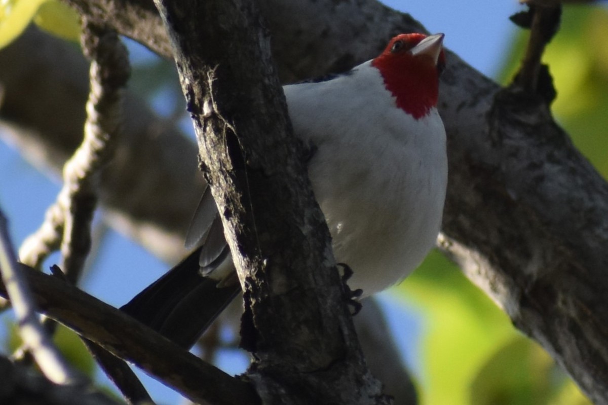 Red-crested Cardinal - ML642888195