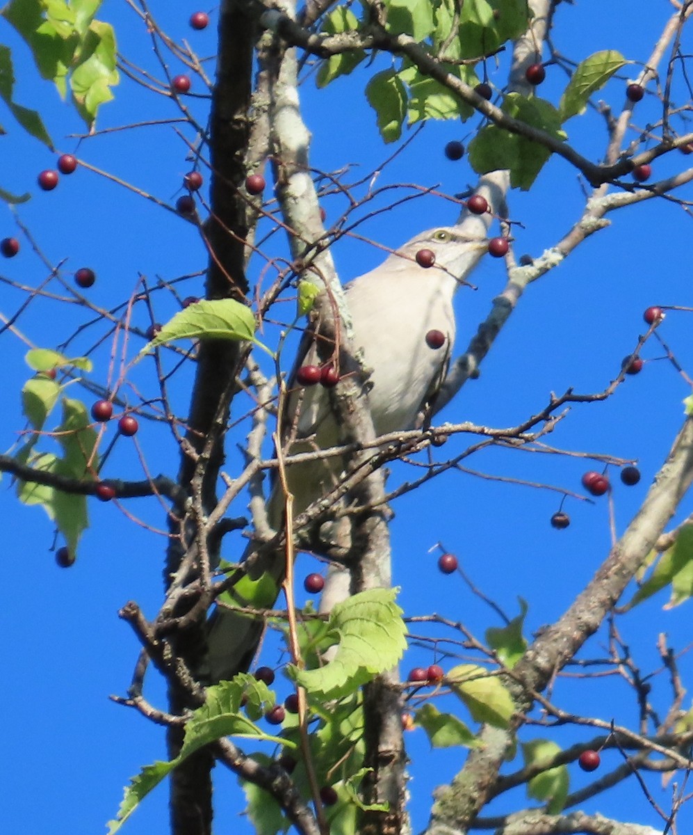Northern Mockingbird - ML642888197