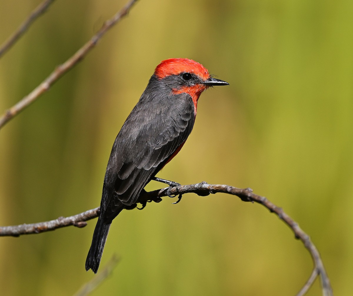 Vermilion Flycatcher - ML642888209