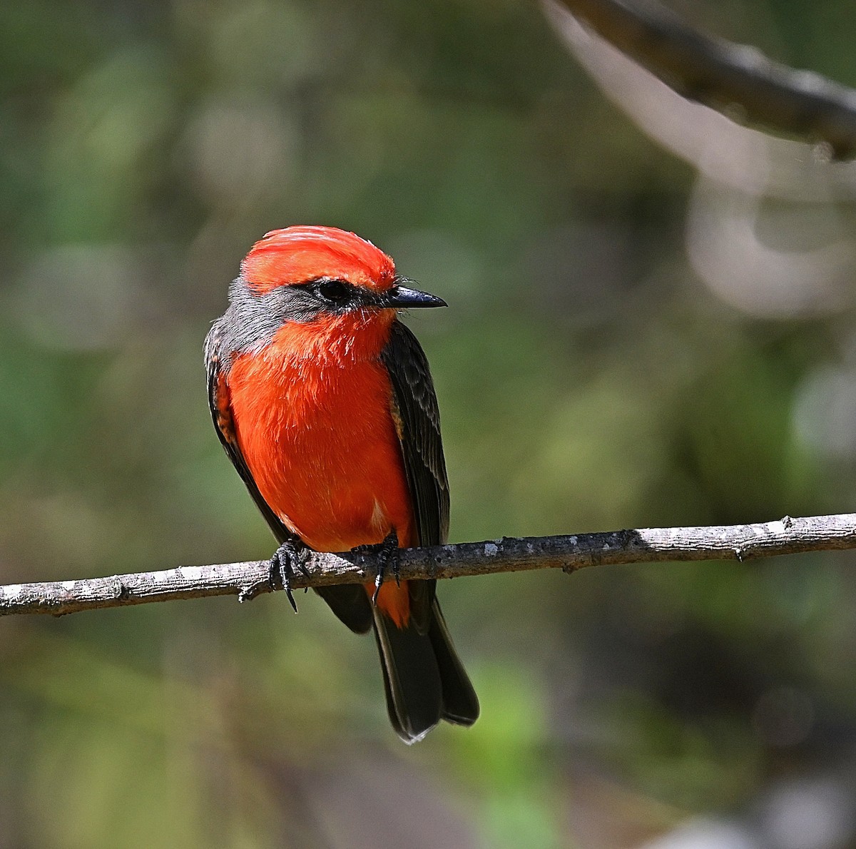 Vermilion Flycatcher - ML642888214
