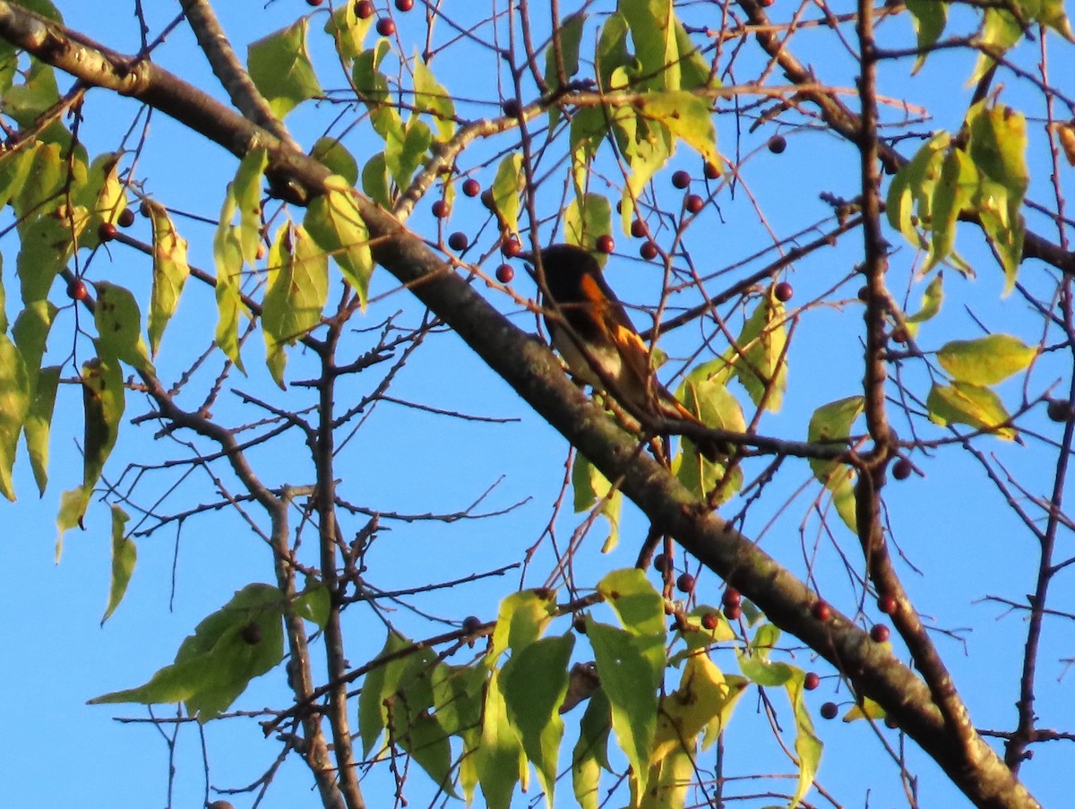 American Redstart - ML642888216