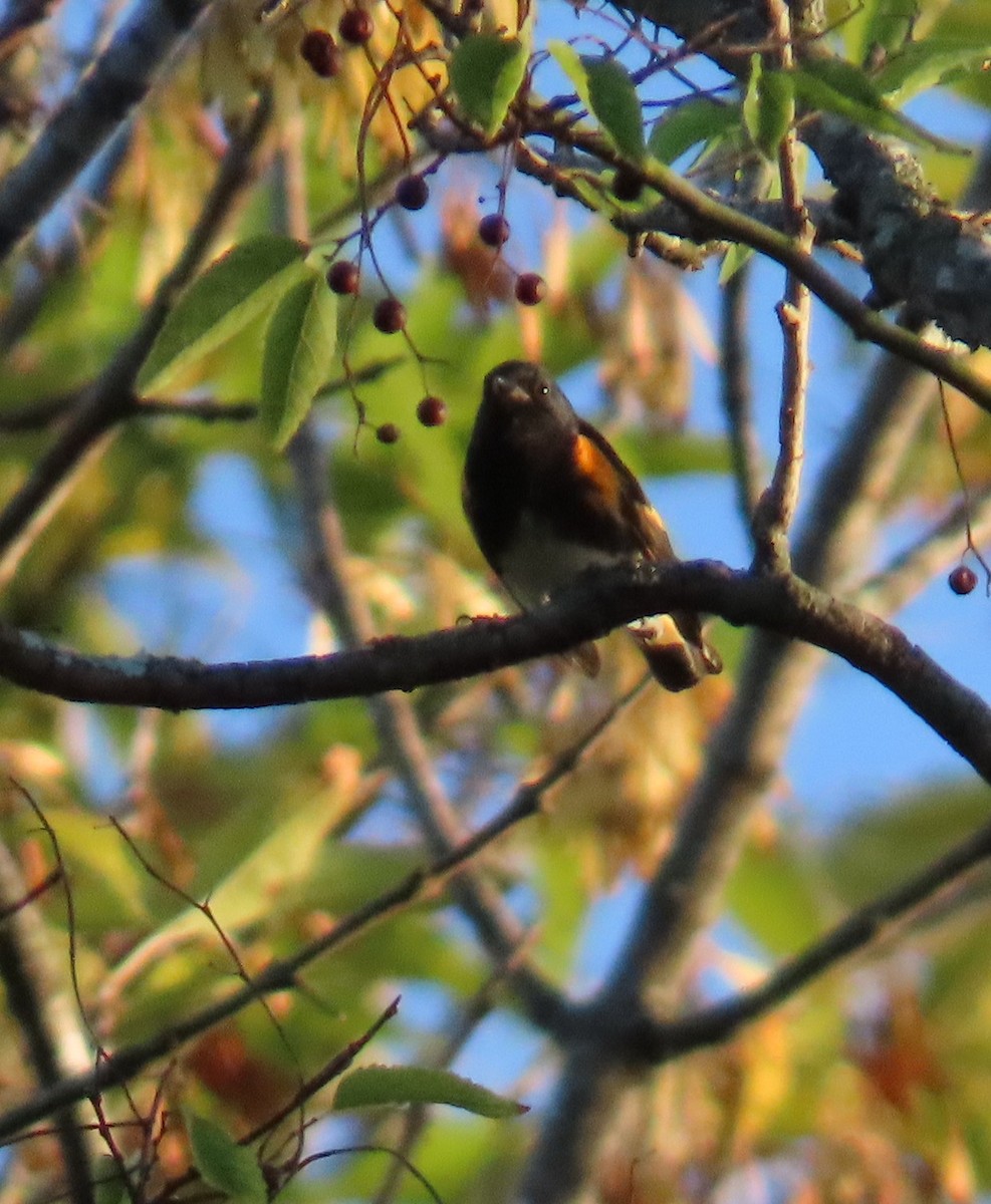 American Redstart - ML642888217