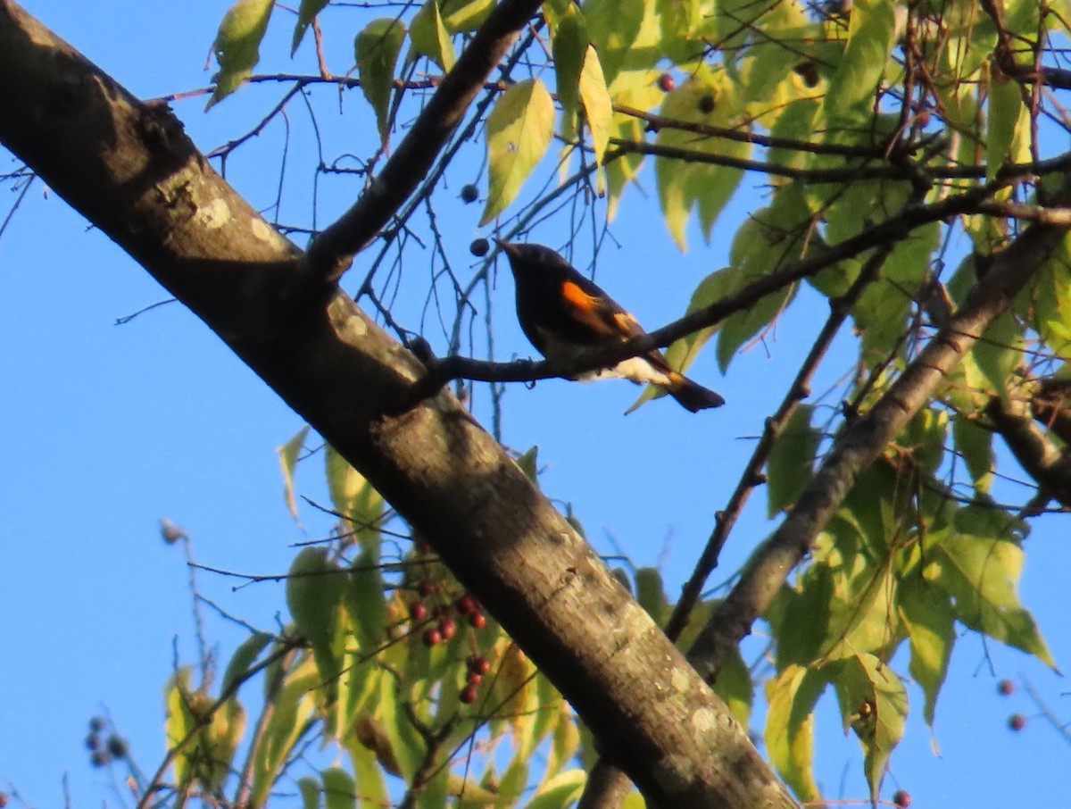 American Redstart - ML642888218