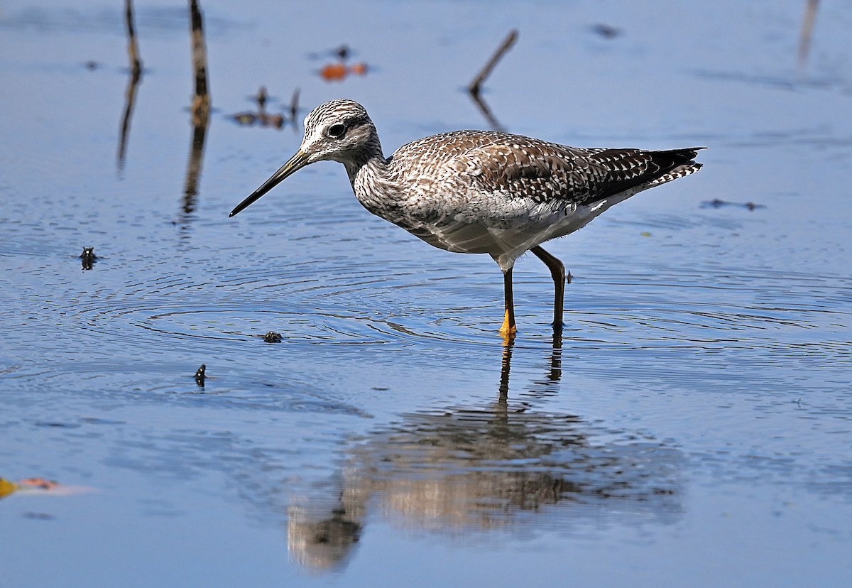 Greater Yellowlegs - ML642888235