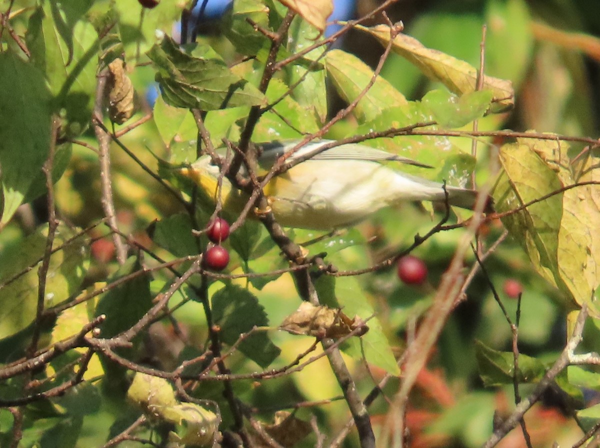 Northern Parula - ML642888238