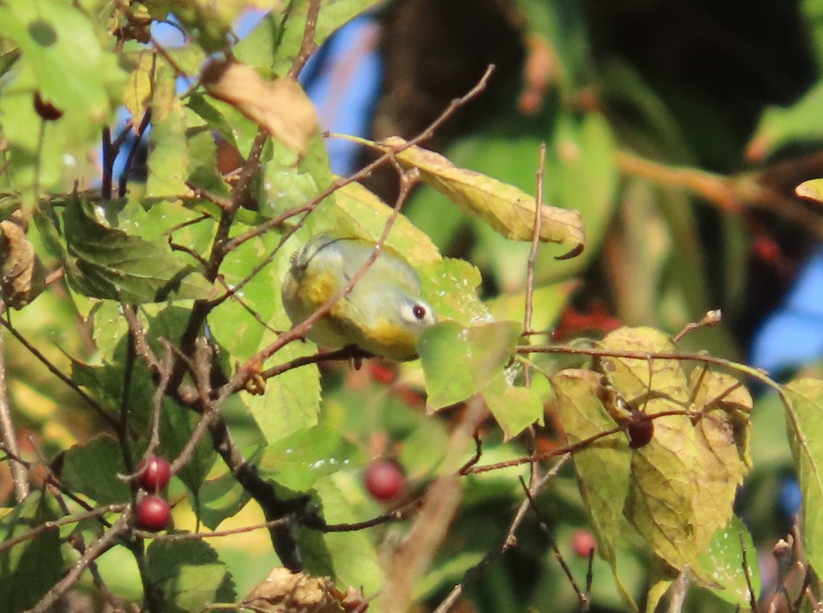 Northern Parula - ML642888239