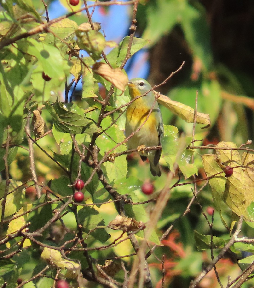 Northern Parula - ML642888240
